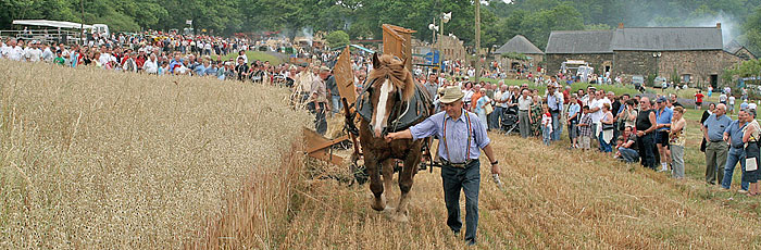 Jean-Marie Danion conduisant un cheval tractant une javeleuse