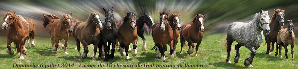 Fête du Cheval 6 juillet 2014 - Lâcher de 15 chevaux de trait Bretons au Vauvert, par Claude Maubec