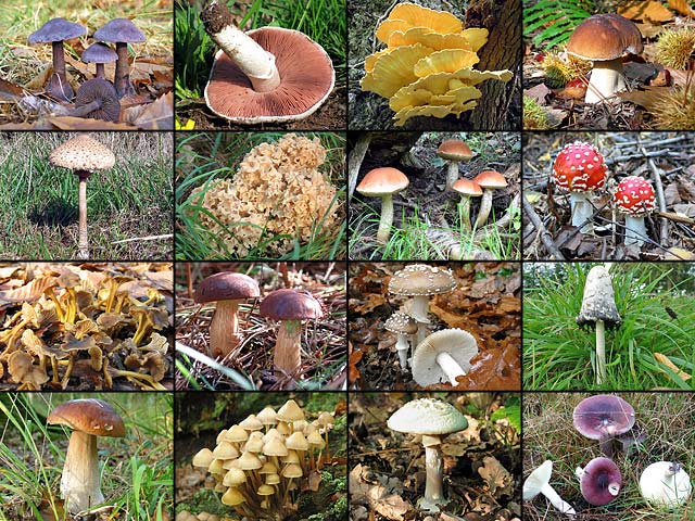 Photomontage de champignons, Fin de fichier
