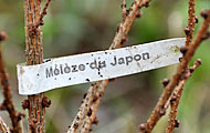 Mélèze du japon