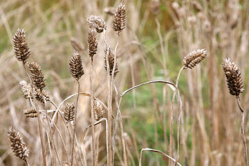 Une des anciennes variétés de blé